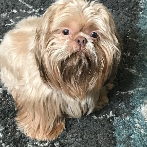 Meet your Posher, Roxana - Picture 1 of 1